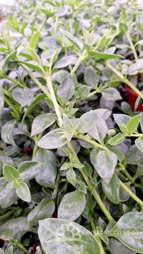 APTENIE CORDIFOLIA - MEZOO ZELENÉ