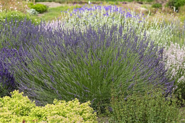LEVANDULE PROSTŘEDNÁ - LAVANDULA PHENOMENAL