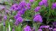 VERBENA RIGIDA SANTOS - SPORÝŠ TUHÝ
