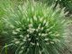 PENNISETUM HAMELN