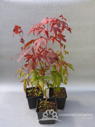 JAVOR ČERVENÝ - ACER RUBRUM