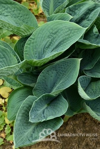 HOSTA HYBRIDE BIG DADDY