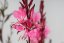 GAURA FLAMINGO PINK
