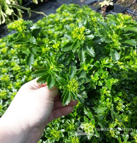 SEDUM HYBRIDUM - LITTLE MISS SUNSHINE