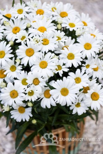 KOPRETINA - LEUCANTHEMUM WESTERN STAR LEO