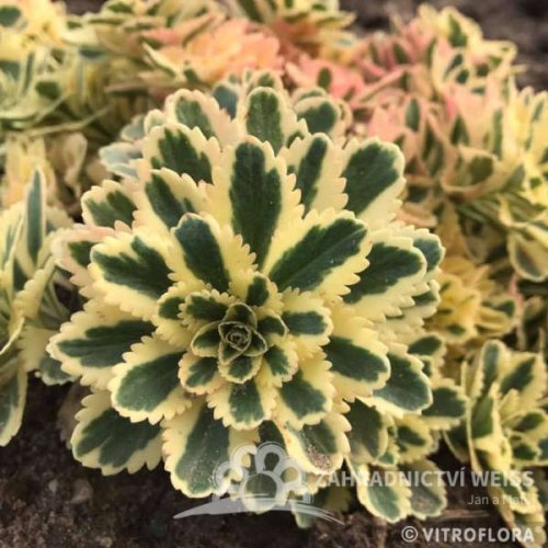 SEDUM TAKESIMENSE ATLANTIS