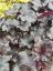HEUCHERA x HYBRIDA BLACK PEARL