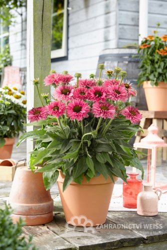 ECHINACEA PURP. BOLERO PINK