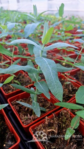 EUKALYPTUS - EUCALYPTUS GLOBULUS