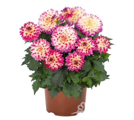 JIŘÍNA – DAHLIA HYPNOTICA TROPICAL BREESE