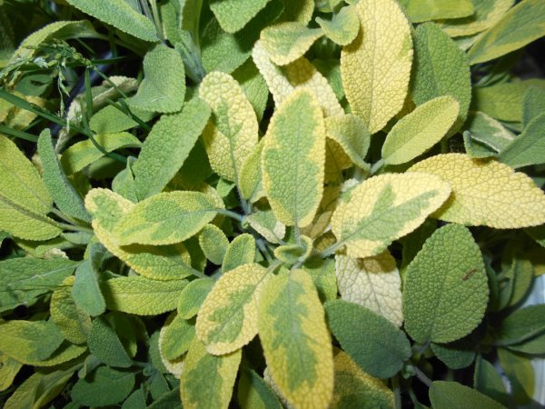 ŠALVĚJ ZLATÁ - SALVIA OFFICINALIS ICTERINA