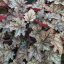 HEUCHERA WORLD CAFFE CORRETTO
