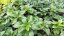 PACHYSANDRA TERMINALIS GREEN SHEEN