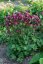JARMANKA - ASTRANTIA ASTRA RED