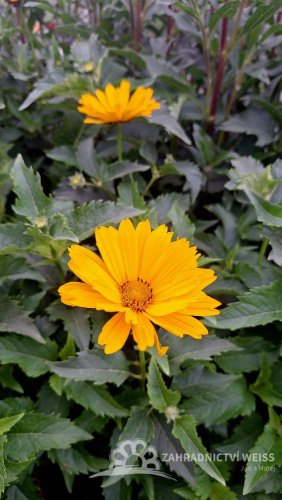 SLUNEČNICE- HELIOPSIS HELIANHOIDES ORIOLE SINGLE YELLOW