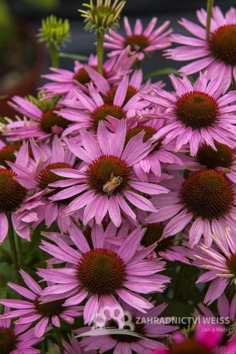 ECHINACEA FOUNTAIN LIGHT PURPLE