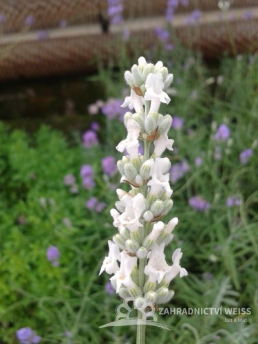 LEVANDULE BÍLÁ - LEVANDULA ANGUSTIFOLIA "EDELWEISS"