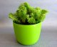 SEDUM REFLEXUM - CRISTATUM - ROZCHODNÍK
