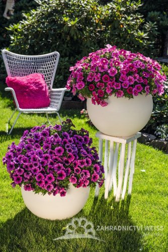 PETÚNIE - PETUNIA SWEETUNIA PURPLE GEM