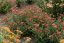 ACHILLEA MILEFOLIUM SASSY SUMMER SANGRIA