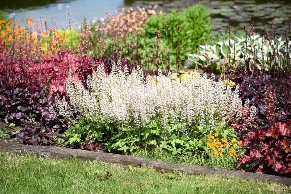HEUCHERELLA HYBRIDA WHITE REVOLUTION
