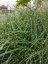 MISCANTHUS PUNKTECKEN