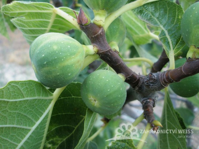 FÍKOVNÍK SMOKVOŇ - FICUS CARICA PERETTA