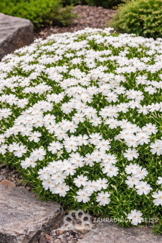 FLOX SKALKOVÝ - PHLOX SUBULATA FABULOUS WHITE