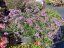 VERBENA RIGIDA SANTOS - SPORÝŠ TUHÝ