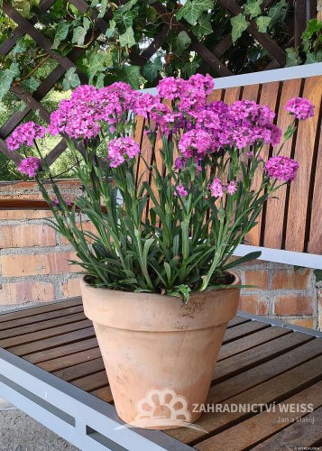 SMOLNIČKA - SILENE VISCARIAL - LYCHNIS CHERRY BUBBLES