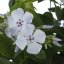 FLOX VZPŘÍMENÝ– PHLOX PANICULATA FLAME ® PRO LIGHT BLUE