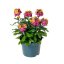 ERYSIMUM ERYSISTIBLE TRICOLOR