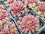 NETŘESK - SEMPERVIVUM HYB. CASSIOPEA