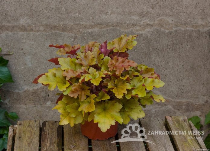 HEUCHERA MARLMALADE
