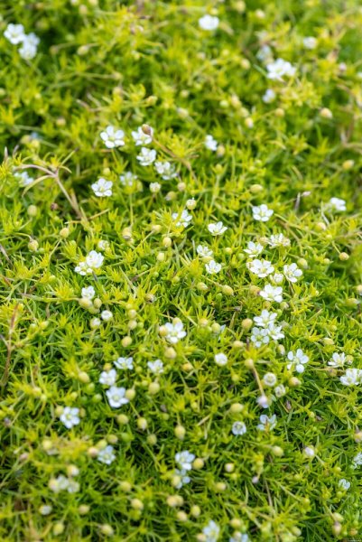 SAGINA SUBULATA - ÚRAZNÍK - LIME