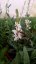GAURA KARALEE WHITE - SVÍČKOVEC BÍLÝ