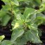 ŠEŘÍK OBECNÝ - SYRINGA VULGARIS AUCUBAEFOLIA