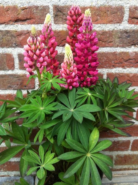 LUPINUS POL. LEGENDARY RED SHADES