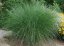 OZDOBNICE ČÍNSKÁ - MISCANTHUS SINENSIS GRACILLIMUS