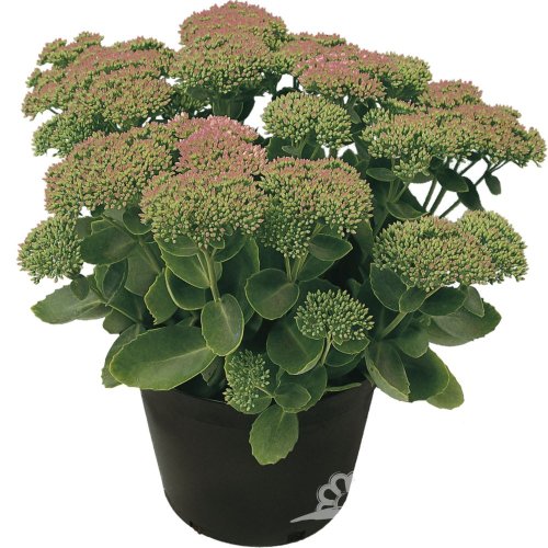 SEDUM HYBRIDUM HERBSTFREUDE