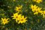 KRÁSNOOČKO - COREOPSIS VERTICILLATA ZAGREB