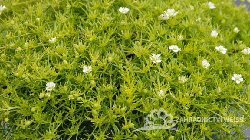 SAGINA SUBULATA - ÚRAZNÍK - LIME