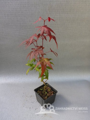 JAVOR ČERVENÝ - ACER RUBRUM