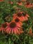 ECHINACEA PURPUREA – ORANGE SKIPPER