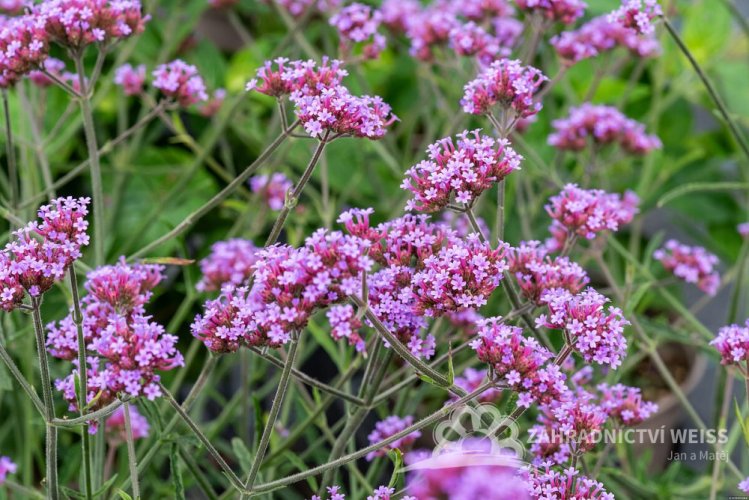 SPORÝŠ ARGENTÝNSKÝ – VERBENA BONARIENSIS LOLLIPOP
