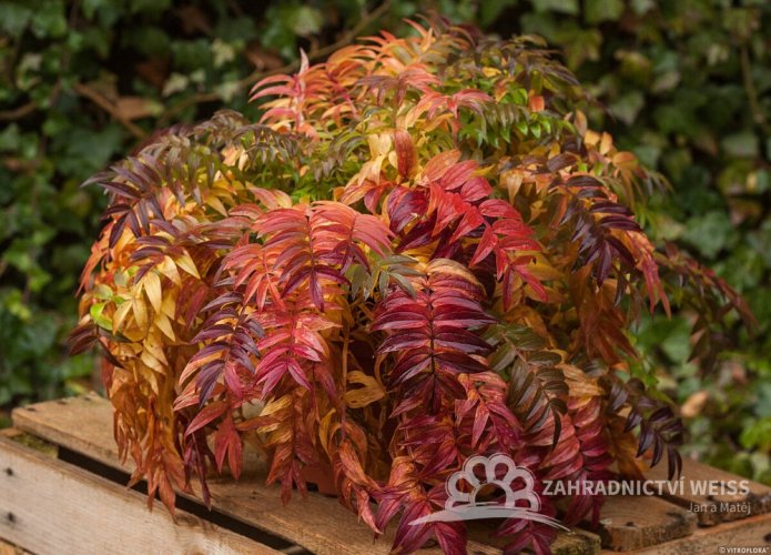 JIRNICE - POLEMONIUM HEAVEN SCENT