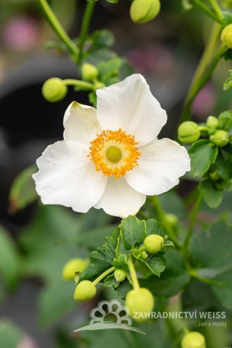 SASANKA - ANEMONE HYB. SUMMER BREEZE SNOW