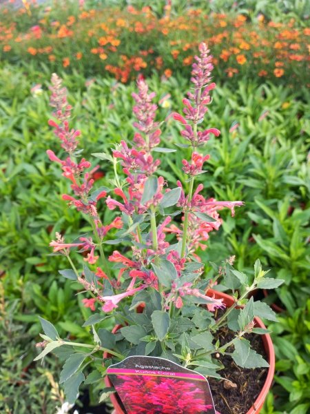 AGASTACHE KUDOS CORAL