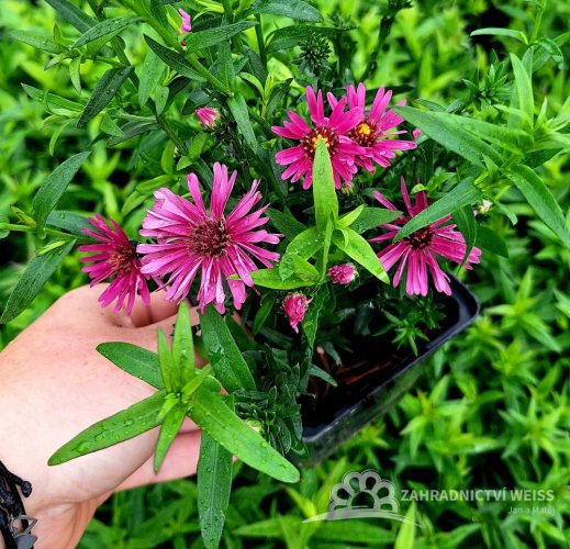 ASTRA PODZIMNÍ - ASTER DUMOSUS JENNY