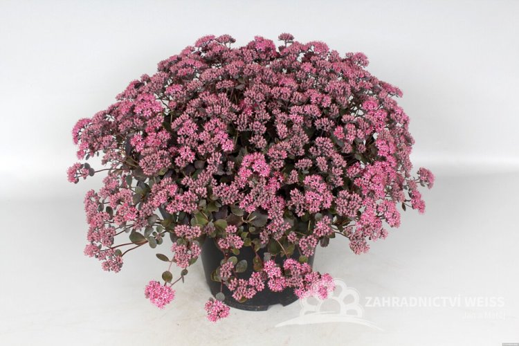 SEDUM HYB. RED SPARKLE